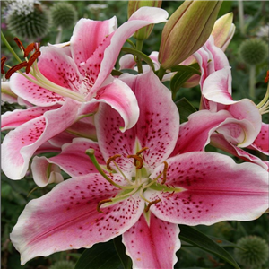 Lilium Stargazer