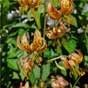 Lilium martagon Sunny Morning