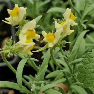 Linaria aeruginea yellow