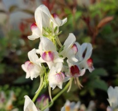 Linaria Neon Lights