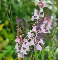 Linaria purpurea mixed colours