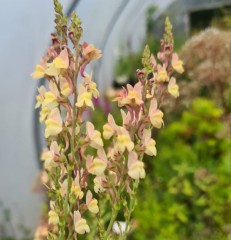 Linaria purpurea mixed colours