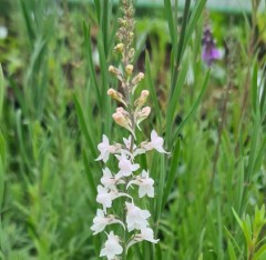 Linaria purpurea mixed colours