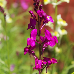 Linaria trionithophora