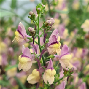 Linaria Whisper