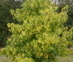 Liquidambar styraciflua Aurea