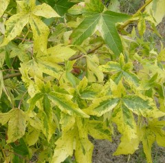 Liquidambar styraciflua Aurea