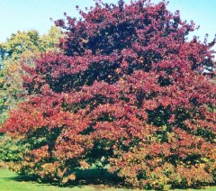 Liquidambar styraciflua