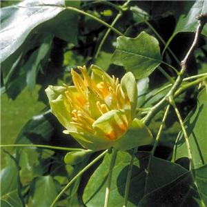 Liriodendron tulipifera