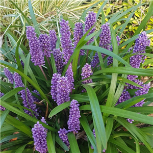 Liriope muscari Big Blue