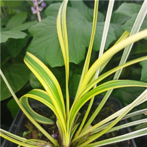 Liriope muscari Variegata