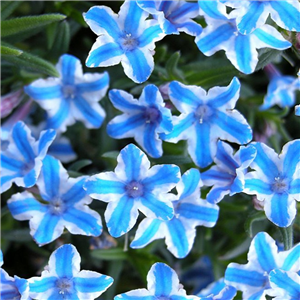 Lithodora diffusa Blue Star