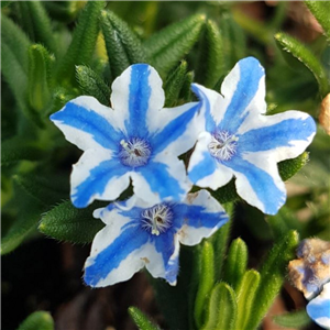 Lithodora diffusa Blue Star