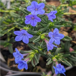 Lithodora diffusa Grace Ward