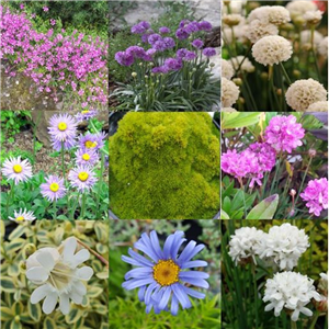 Living Roof Slow Growing Collection