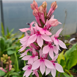 Lobelia Compton Pink