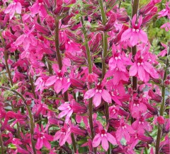 Lobelia Pink Elephant