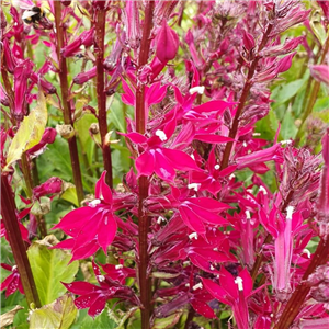 Lobelia Sparkling Ruby