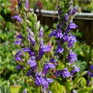 Lobelia siphilitica