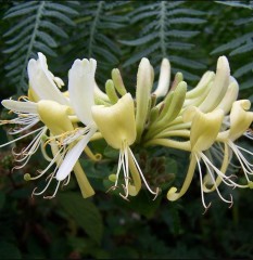 Lonicera periclymenum Graham Thomas