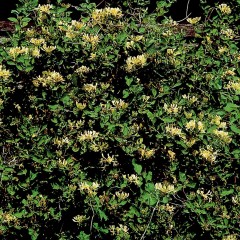 Lonicera periclymenum Graham Thomas