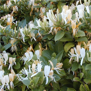 Lonicera japonica Halliana