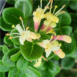 Lonicera crassifolia Little Honey