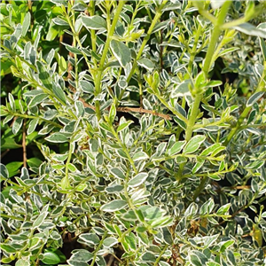 silver laced evergreen leaves on neat yet architectural plants