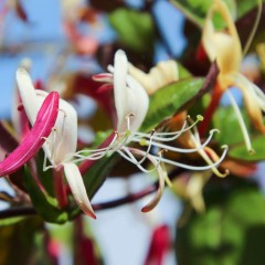 Lonicera japonica Red World