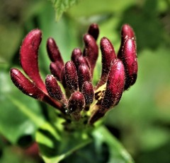 Lonicera japonica Red World