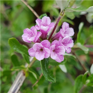 Lonicera rupicola Syringantha