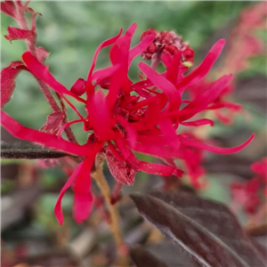 Loropetalum chinensis Ever Red