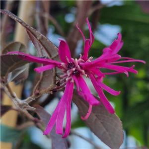 Loropetalum chinensis Pipas Red (on a frame)