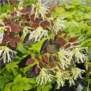 Loropetalum chinensis Ruby Snow