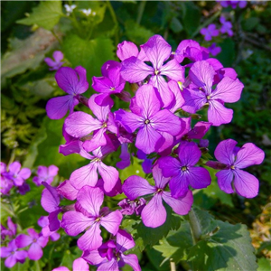 Lunaria annua (Honesty)