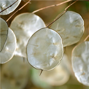 Lunaria annua (Honesty)