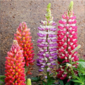 Lupin Russel Hybrids