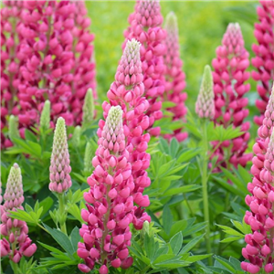 Lupin Gallery Rose