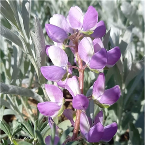 Lupinus Silver Fleece