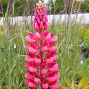 Lupin The Pages