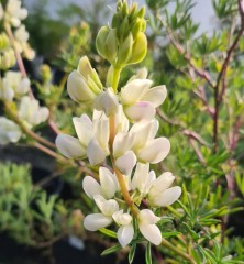 Lupinus arboreus Alba