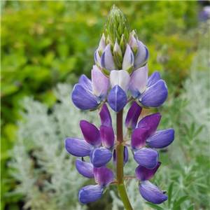 Lupinus arboreus Caerulea