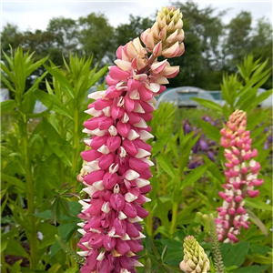 Lupin The Chatelaine