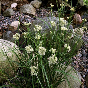 Luzula nivea (Snowy Wood-rush)