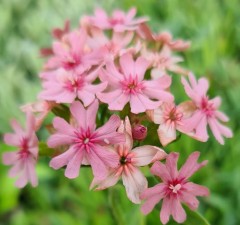 Lychnis chalcedonica Pinkie