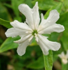 Lychnis chalcedonica Rauheif