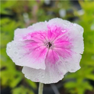 Lychnis coronaria Occulata