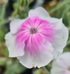 Lychnis coronaria Occulata