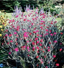 Lychnis coronaria