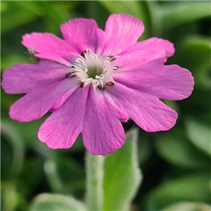 Lychnis flos-jovis